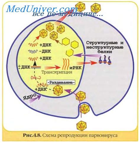 Механизмы заражения и размножения вирусов