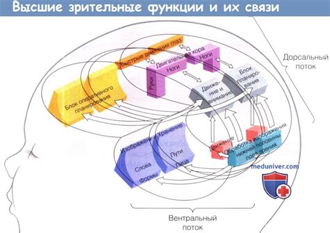 Механизмы зрительного восприятия