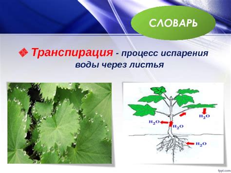 Механизмы и особенности испарения через листья