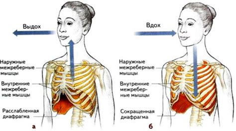 Механизмы и процессы, обеспечивающие внутреннюю сгорание