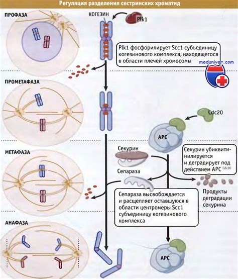 Механизмы максимальной конденсации хромосом