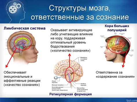 Механизмы мозга, ответственные за возникновение летания во сне