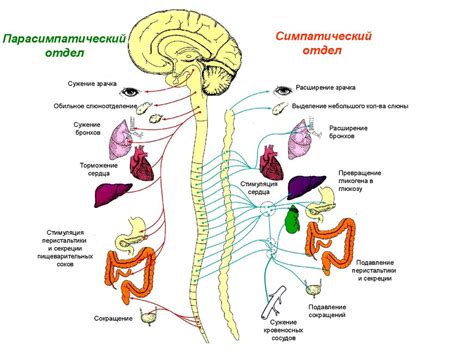 Механизмы нагревания в организме