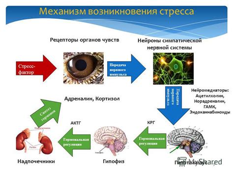 Механизмы обезвоживания рта при стрессе