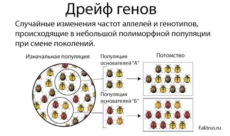 Механизмы образования дрейфа генов