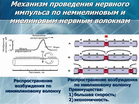 Механизмы образования нервных импульсов