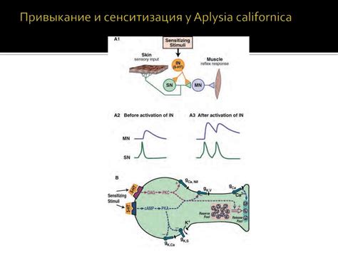 Механизмы обучения и привыкание