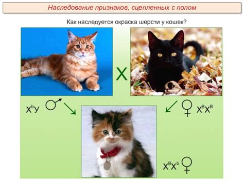 Механизмы определения цвета шерсти у кошек