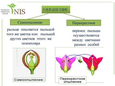 Механизмы опыления у сливы