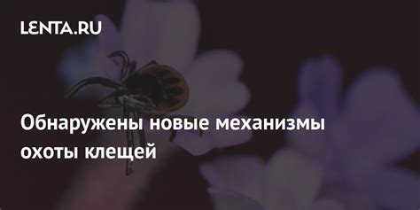 Механизмы охоты мантышницы