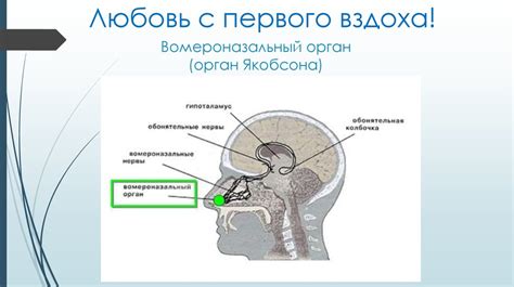 Механизмы первого вздоха