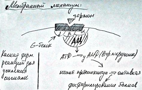 Механизмы передачи сигналов