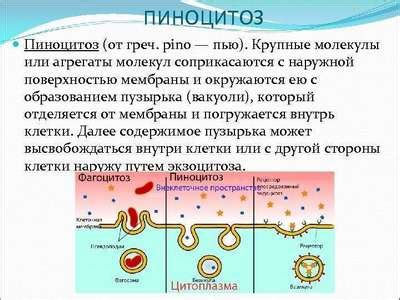 Механизмы пиноцитоза у животных