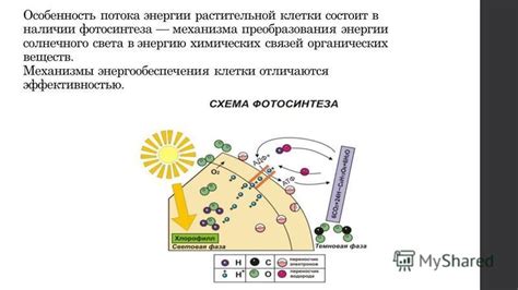 Механизмы преобразования энергии света