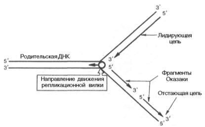 Механизмы прерывистого синтеза цепей ДНК