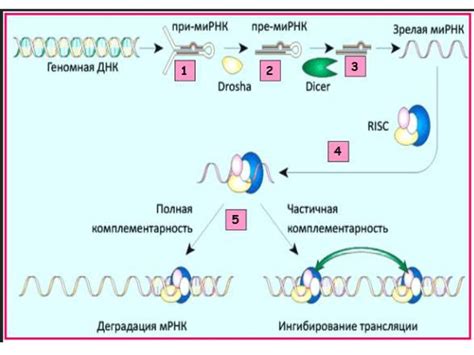 Механизмы работы микро РНК в биологических системах