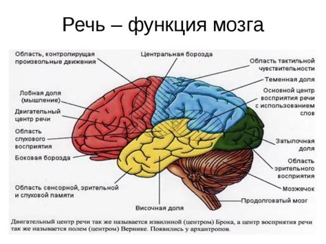 Механизмы работы мозга у человека с биполярным расстройством