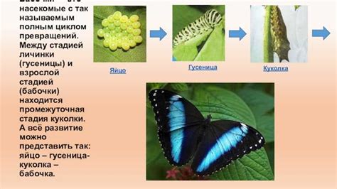 Механизмы работы эффекта бабочки