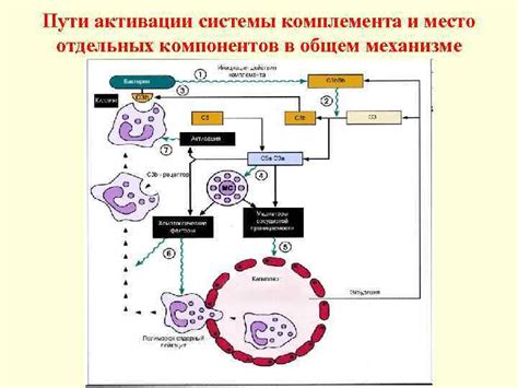 Механизмы распознавания мамы новорожденным