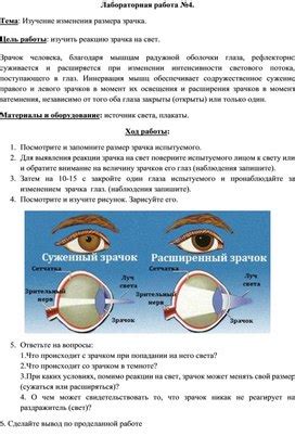 Механизмы регулирования размера зрачка