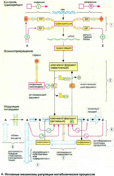 Механизмы регуляции метаболизма