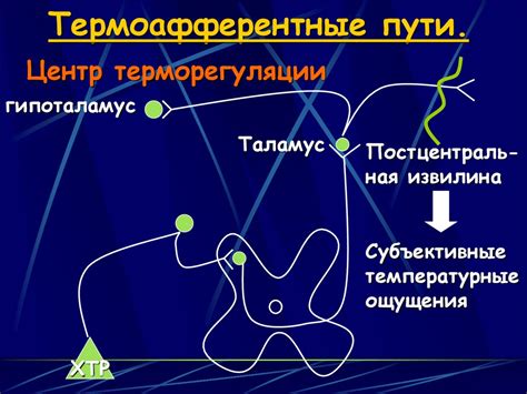 Механизмы регуляции температуры внутренних органов