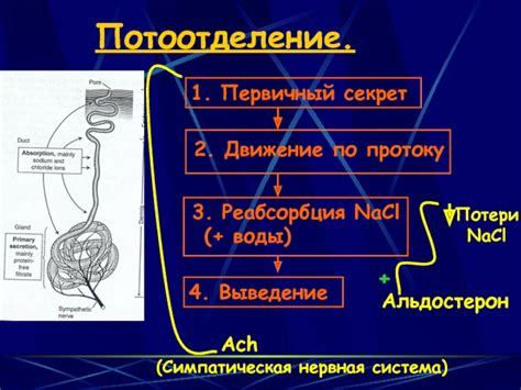 Механизмы регуляции температуры организма и потоотделение