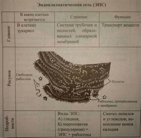 Механизмы синтеза и сборки эпс