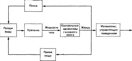 Механизмы сохранения воды