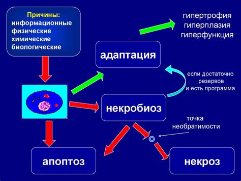 Механизмы специализации клеток