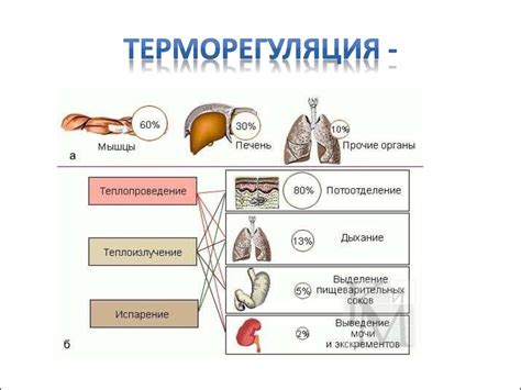 Механизмы теплоотдачи