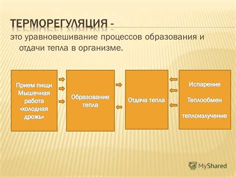 Механизмы терморегуляции при потреблении холодной пищи