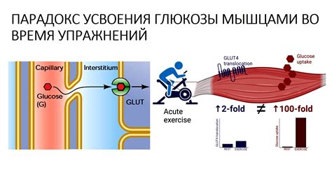 Механизмы усвоения глюкозы клеткой