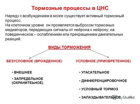 Механизмы функционирования мозга