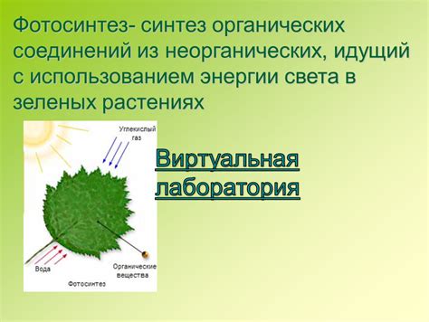 Механизмы хранения энергии в растениях