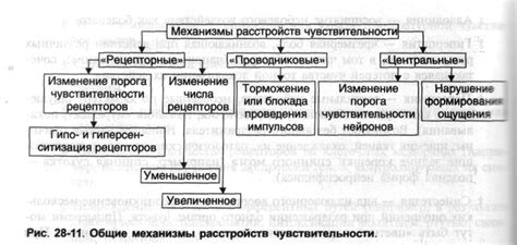 Механизмы чувствительности