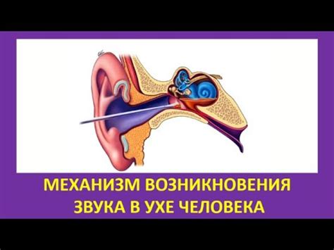 Механизм возникновения звука в ключице