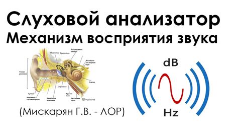 Механизм восприятия звука человеком