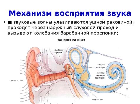 Механизм восприятия звука через наушники