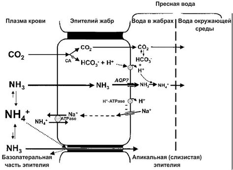 Механизм выделения аммиака