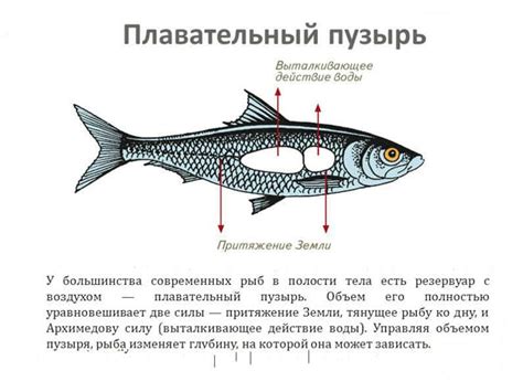 Механизм гниения рыбы