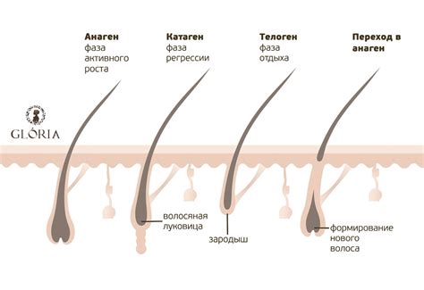 Механизм действия Бустилата на рост волос