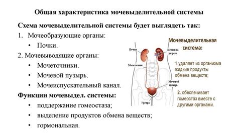 Механизм действия Канефрона на почки и мочевыделительную систему