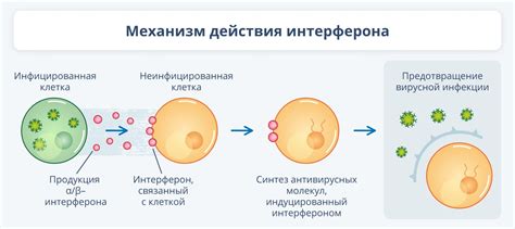 Механизм действия азелика и его применение