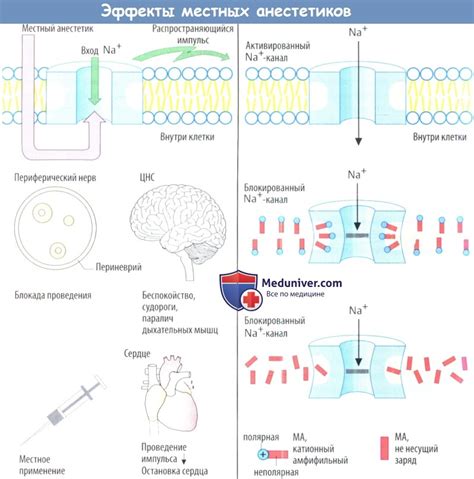 Механизм действия анестезии