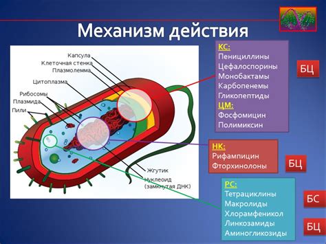 Механизм действия антибиотиков, вызывающего горечь