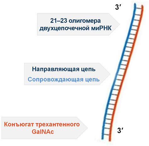 Механизм действия аппарата Елизарова