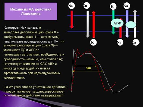 Механизм действия аритмии