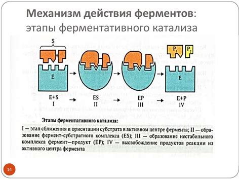 Механизм действия гептрала в организме