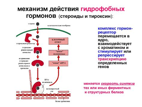 Механизм действия гормонов